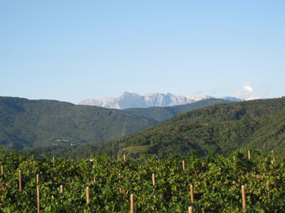 Robert Merc - Collio 2009