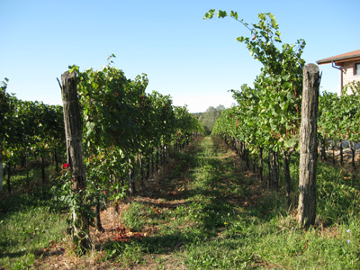 Robert Merc - Collio 2009
