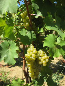 Robert Merc - Collio 2009