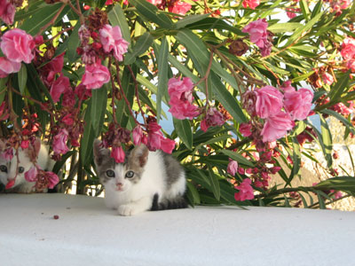 Robert Merc - Santorin 2008